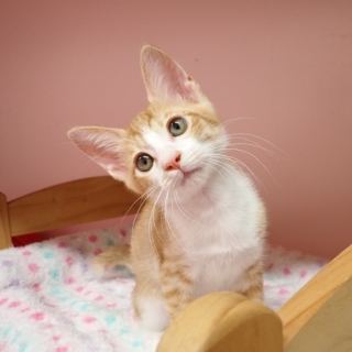 猫 | ずっといっしょ | 福岡市
